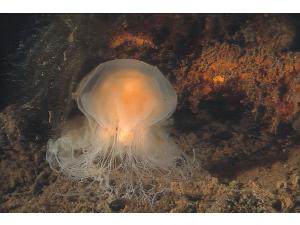 Медуза озера Могильное